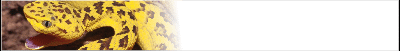 venomous-banner_b9.gif