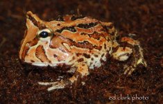 1 A Baby Ceratophrys 006_edited-2.jpg