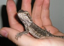beardie.JPG