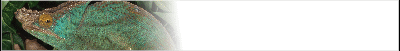 chameleon-banner_b2.gif