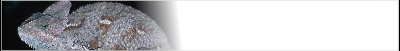 chameleon-banner_b3.gif