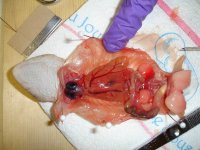 full open with sex organs2.jpg