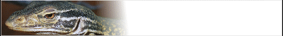monitor-banner_b.gif