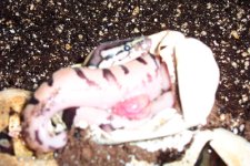 Clutch  2 first hached 002111.jpg