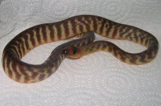 20080302womahatchlings1.JPG