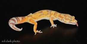! 3-01 Geckos. 049_edited-1.jpg