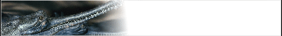 gator-banner_b4.gif