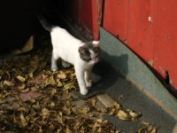 buddykitten.jpg