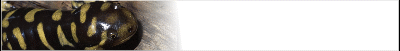 amphib-banner_b2.gif