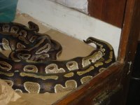CINNY BREEDING.1.jpeg