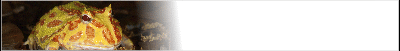 amphib-banner_b4.gif