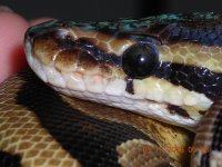 Good, R Head BP.JPG