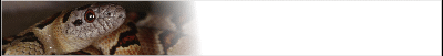kingsnake-banner_b.gif