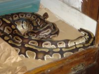 CINNY BREEDING.2.jpeg