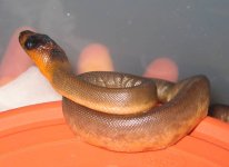 20080223hatch63.jpg