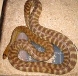 20071104female1.jpg