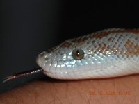R rosy tounge.JPG