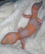 amelfemale1.jpg