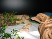 2007_0826Image0004.JPG