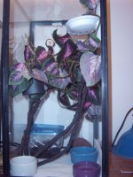 crested gecko set ups 004.jpg