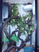 crested gecko set ups 005.jpg