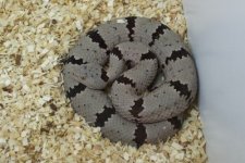 Magdalena Male klauberi2.jpg