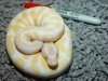 albino1.jpg
