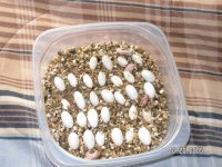 Ambilobe eggs hatching 1.JPG
