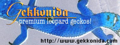 gekkonida.jpg