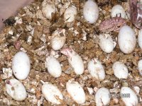 Ambilobe hatching 9.JPG