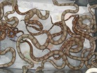 o6 fem hog hypo corn, pastel hog babiesF2 025.jpg