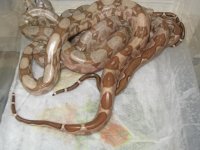 o6 fem hog hypo corn, pastel hog babiesF2 026.jpg