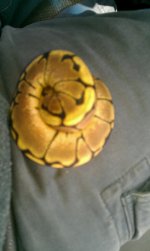 IMAG0042.jpg