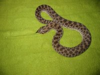 female hognose5.jpg