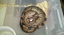 BP Eggs (2).jpg