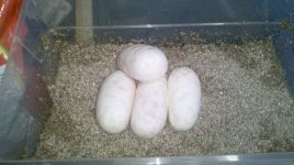 BP Eggs (1).jpg
