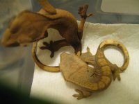 baby geckos 015.jpg