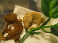 baby geckos 012.jpg
