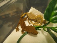 baby geckos 010.jpg