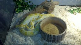Albino Burmese Python.jpg