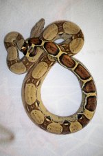 #01 male Pastel Jungle het Ivory Anery.jpg