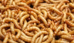 mealworms.jpg