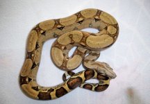 #02 male Pastel Jungle het Ivory Anery.jpg