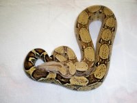 #03 male Pastel Jungle het Ivory Anery.jpg