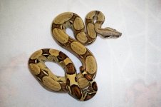 #01 female Pastel Jungle het Ivory Anery.jpg
