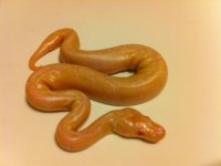 albinospider1.JPG