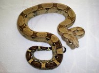 #02 female Pastel Jungle het Ivory Anery.jpg