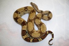 #03 female Pastel Jungle het Ivory Anery.jpg