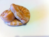albino1.JPG