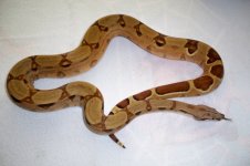 #01 Pastel Salmon Jungle het Ivory Ghost.jpg